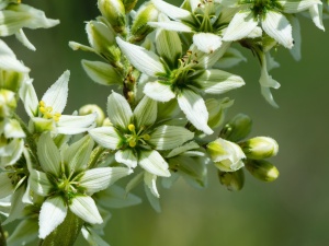 Veratrum album in Medicina Omeopatica