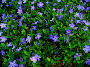 Vinca minor. Caso clinico e Materia Medica omeopatica