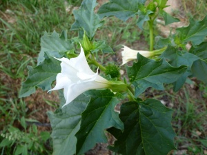 Stramonium