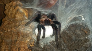 Tarentula hispanica